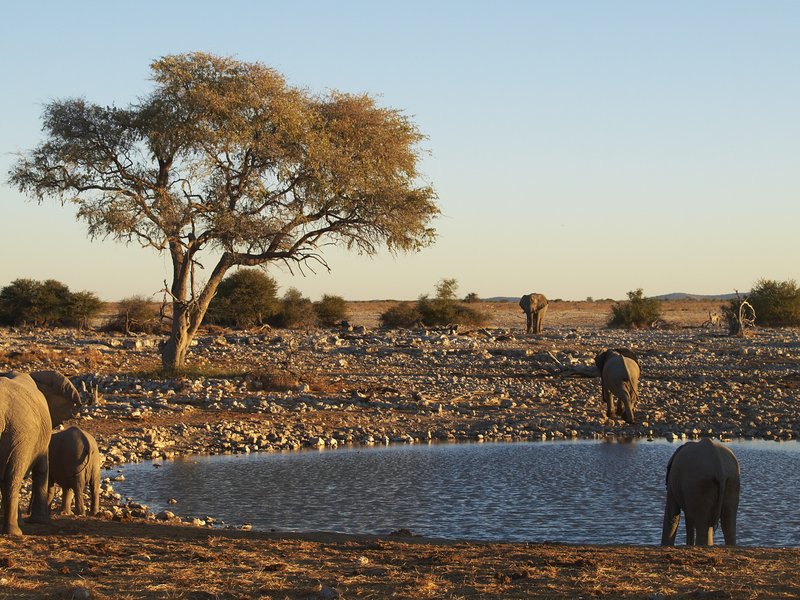 Elephant, Etosha National Park,
        Okaukuejo
